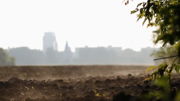 耕した畑。朝、land.agriculture の蒸気 — ストック動画