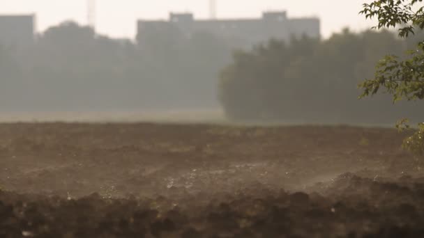 Fältet plöjt. Morgon vapor över land.agriculture — Stockvideo