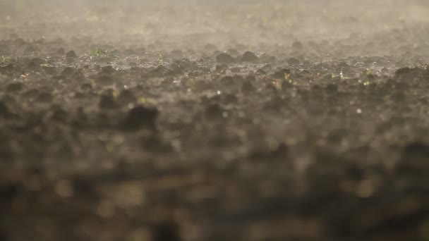 The plowed field. Morning vapor over the land. agriculture — Stock Footage The plowed field. Morning vapor over the land. agriculture Royalty Free Stock Footage