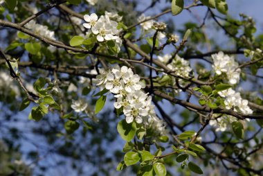  Ağaç dalında beyaz çiçekler.