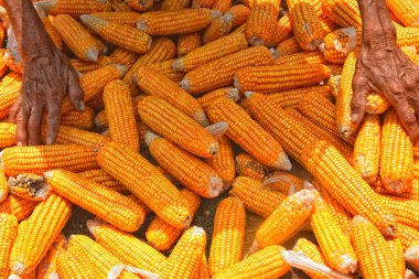   Bahçede mısır kurutan çiftçilerin evi Doplang Köyü, Blora İlçesi, Central Java 'da (30 Eylül 2015) bulunmaktadır.)