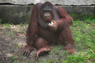 Hayvanat bahçesinde, Surabaya City, Endonezya 'da gün boyunca orangutan stili
