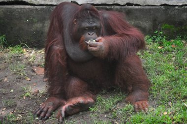 Hayvanat bahçesinde, Surabaya City, Endonezya 'da gün boyunca orangutan stili