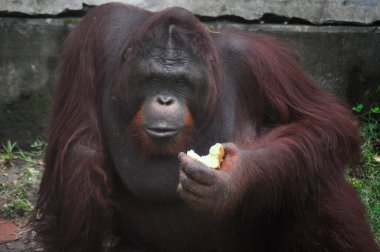 Hayvanat bahçesinde, Surabaya City, Endonezya 'da gün boyunca orangutan stili