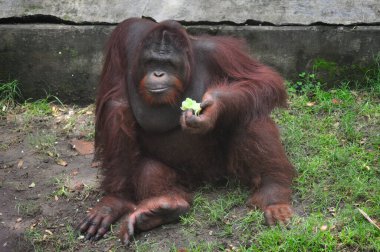 Hayvanat bahçesinde, Surabaya City, Endonezya 'da gün boyunca orangutan stili