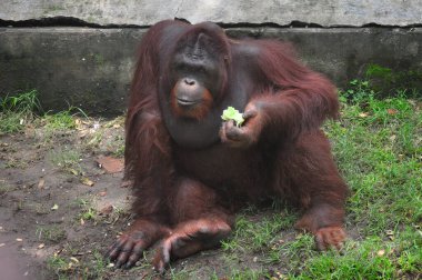 Hayvanat bahçesinde, Surabaya City, Endonezya 'da gün boyunca orangutan stili