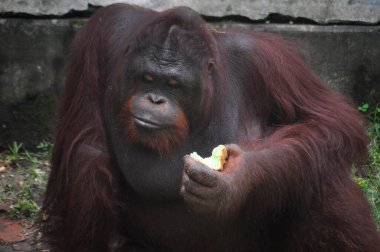 Hayvanat bahçesinde, Surabaya City, Endonezya 'da gün boyunca orangutan stili