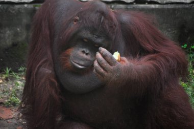Hayvanat bahçesinde, Surabaya City, Endonezya 'da gün boyunca orangutan stili