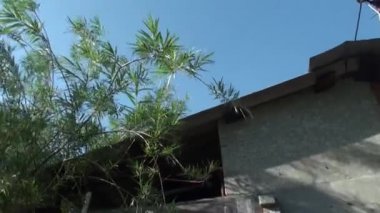 ağaçlar ve merdiven