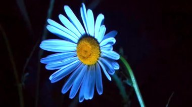 Yaz daisy bir köyde