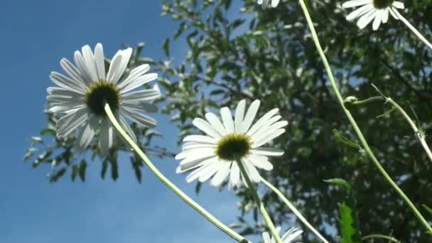 Summer daisy in a village — Stok Video