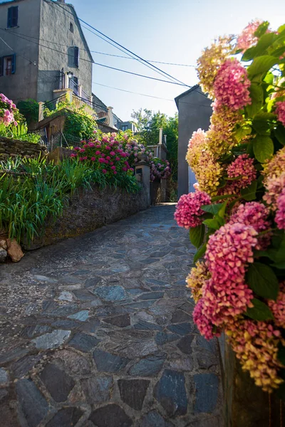 narrow alley with cobblestones and flowers in  a village on the isle of Corsica in France during summertime with a nice backlit sunlight on the walls.