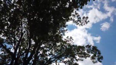 Ağaçların arasından süzülen yumuşak bulutlar, ağaçların arasından süzülüyor güneş ağaçların arasından parlıyor.