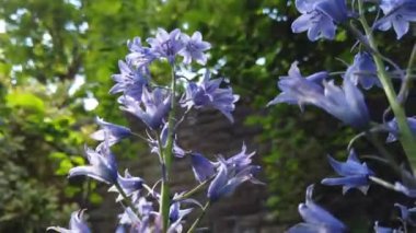 Güneşli bir bahar gününde İspanyol Ormanı sümbülü 'nün arka plan ışıklandırması.