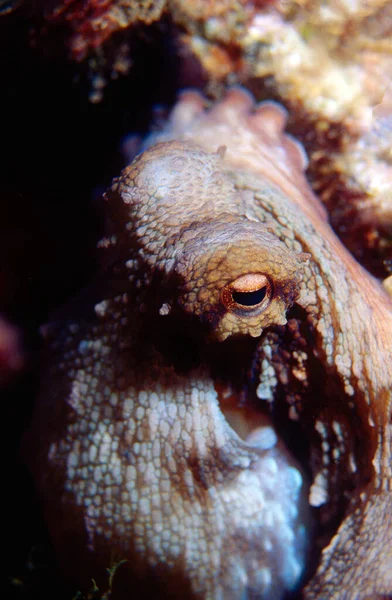 Closeup Octopus His Eye Watching Camera — Stock Photo, Image