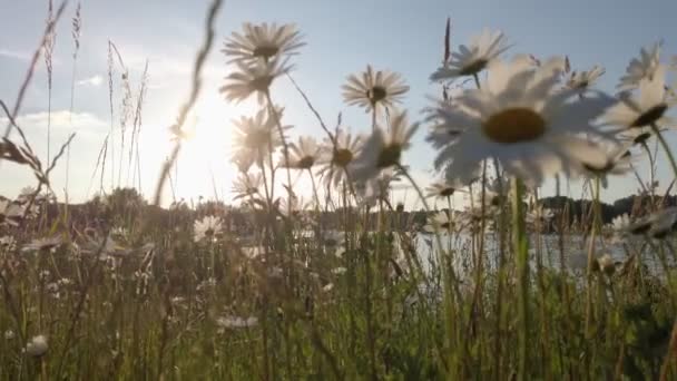 Gros Plan Panoramique Groupe Marguerites Blanches Rétroéclairées Lors Une Soirée — Video