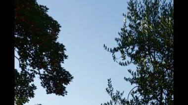 Güneşli bir günde ağaç dalları arasında hareket eden bulutların zamanlaması