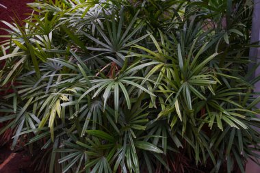 Uzun yaprakları ve kahverengimsi tonu olan yemyeşil bir bitki. Bitki tamamen sağlıklı, solma ya da hasar belirtisi yok.
