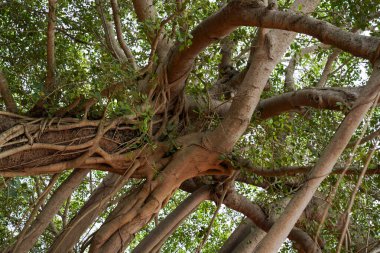 Kalın gövdeli ve dallı bir ağaç. Gövde kahverengi, dallar yeşil.