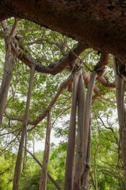 Resimde birçok dalı ve yaprağı olan bir ağaç gösteriliyor. Ağaç uzundur ve bir sürü yeşil yaprakları vardır. Dallar yayılmış ve gökyüzüne uzanıyor gibi görünüyor.