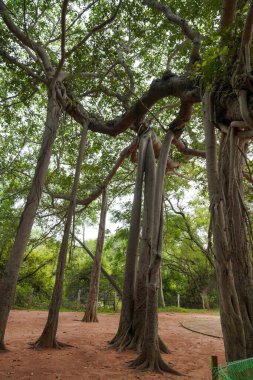Ortasında büyük bir ağaç olan bir orman. Ağaç çok uzundur ve birçok dalları vardır. Orman ağaçlarla dolu ve gökyüzü bulutlu.