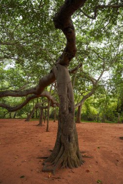Gövdesi bükülmüş ve içinde bir delik olan bir ağaç. Ağaç toprak ve yapraklarla çevrili.
