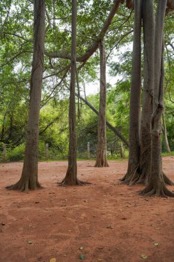 Kahverengi gövdeli ve yeşil yapraklı bir orman. Ağaçlar uzun ve yayılmış.