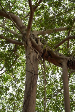 Kalın gövdeli ve dallı bir ağaç. Gövde sarmaşıklarla kaplı ve dallar yeşil.