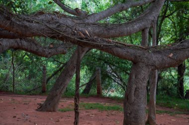Kalın gövdeli ve dallı bir ağaç bir ormanda gösterilir. Ağaç bir çitle çevrili ve bir sürü yaprağı var.