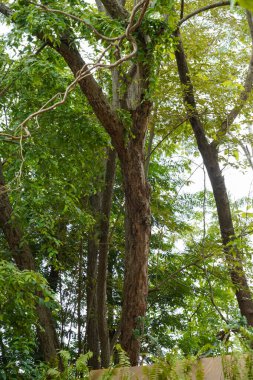 Büyük gövdesi ve dalları olan bir ağaç. Ağaç diğer ağaçlarla çevrilidir ve bir ormandadır.