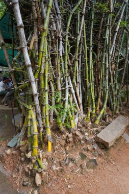 Sarı yapraklı bambu bitkileri. Bambu bir tarlada büyüyor. Arka planda bir bank var.