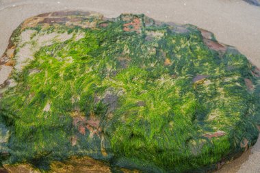 Yeşil yosun kaplı bir kaya. Kayanın üzerinde yosun büyüyor ve kayanın dışında büyüyor gibi görünüyor.