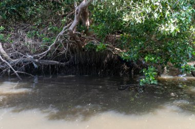 Bir sürü yaprağı ve suyu olan bir ağaç. Su bulanık ve yapraklar yeşil.