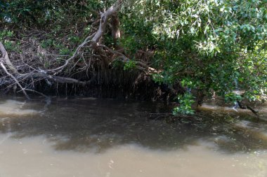Bir ağaç dalı bir su kütlesinin üzerinde asılı duruyor. Su bulanık ve kahverengi. Ağaç yeşil ve yaprakları var.