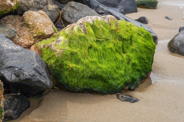Yeşil yosunlarla kaplı büyük bir kaya sahilde oturur. Yosun, kayaya doğal ve organik bir görünüm verir. Çevreye uyum sağlar. Huzur ve uyum kavramı