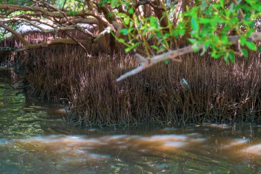 Dalları ve yaprakları olan bir ağaç. Yapraklar yeşil ve dallar kahverengi.