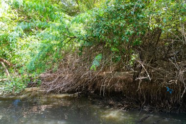 Yeşil yaprakları ve kahverengi dalları olan bir ağaç. Ağaç suyla çevrili. Su bulanık ve kahverengimsi bir rengi var