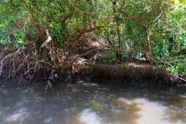 Yeşil yapraklı ve kahverengi gövdeli bir ağaç. Ağaç suyla çevrili. Su bulanık ve kahverengimsi bir rengi var