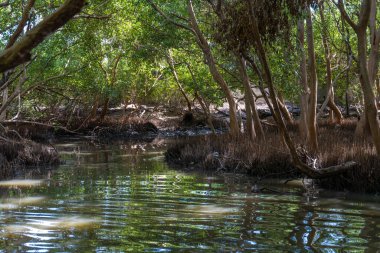 İki tarafında da ağaçlar olan bir nehir. Su berrak ve sakin. Ağaçlar yeşil ve uzun.
