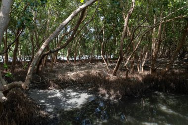 Bir sürü ağacı ve suyu olan bir orman. Su bulanık ve ağaçlar uzun.