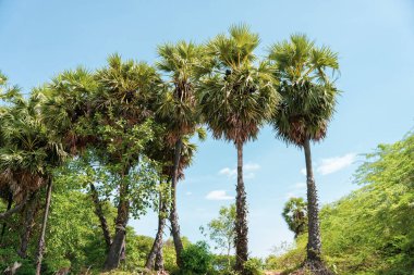 Bir sıra palmiye ağacı bir tarlada dizilmiştir. Gökyüzü açık ve mavi, ağaçlar gür ve yeşildir. Sahne huzurlu ve huzurlu, palmiye ağaçları huzur ve rahatlama hissi veriyor.