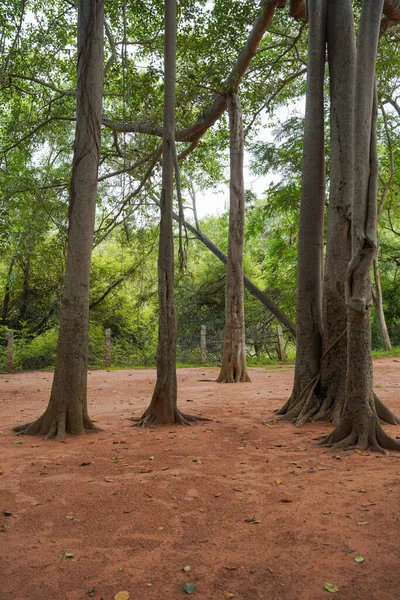 Kahverengi gövdeli ve yeşil yapraklı bir orman. Ağaçlar uzun ve yayılmış.