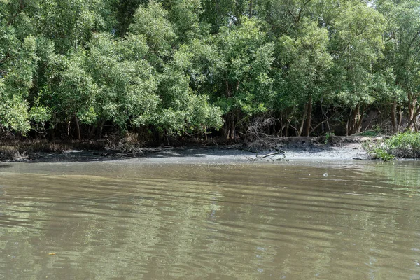 Etrafında bir sürü ağaç olan bir su kütlesi. Su bulanık ve ağaçlar yeşil.