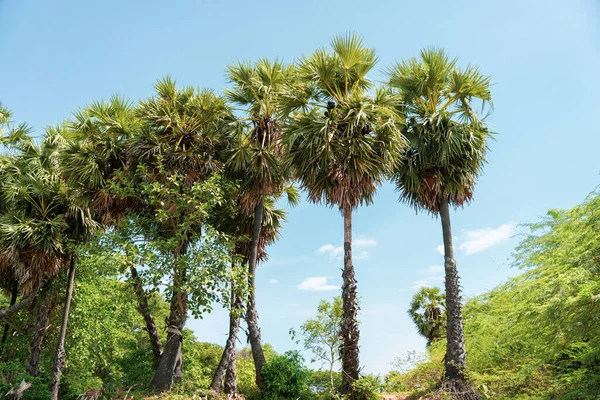 Bir sıra palmiye ağacı bir tarlada dizilmiştir. Gökyüzü açık ve mavi, ağaçlar gür ve yeşildir. Sahne huzurlu ve huzurlu, palmiye ağaçları huzur ve rahatlama hissi veriyor.