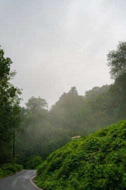 İki tarafında ağaçlar ve sisli bir gökyüzü olan bir yol. Yol ıslak ve ağaçlar yemyeşil.