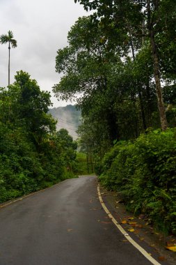 İki tarafında ağaçlar ve sisli bir gökyüzü olan bir yol. Yol ıslak ve ağaçlar yeşil.