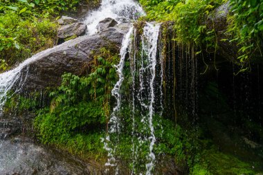 Şelale, yemyeşil bitkilerle çevrili bir kayadan aşağı akıyor. Su kristal gibi berrak