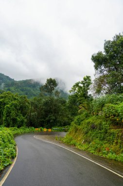Arka planda ağaçlar olan dolambaçlı bir yol. Yol ıslak ve gökyüzü bulutlu.
