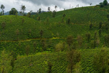 Ağaçları ve çalıları olan yemyeşil bir yamaç. Yamaçta yeşil bitkiler ve ağaçlar var.