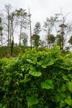 Ormanda yemyeşil bir bitki yetişiyor. Orman ağaçlar ve çalılarla dolu. Gökyüzü bulutlu.